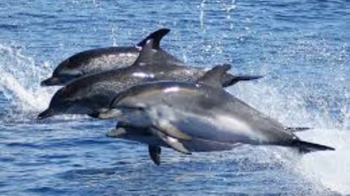 Séminaire Açores nager avec les dauphins