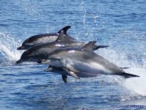 Séminaire Açores nager avec les dauphins